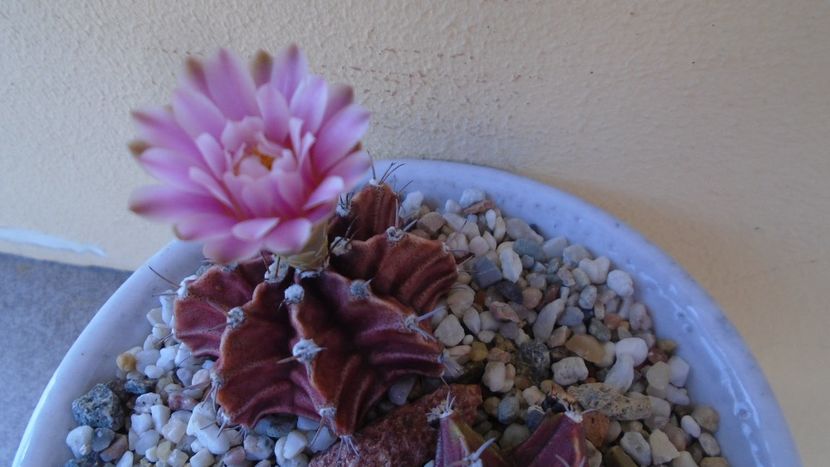 Gymnocalycium friedrichii, 2 ex. - Cactusi 2020 Gymnocalycium