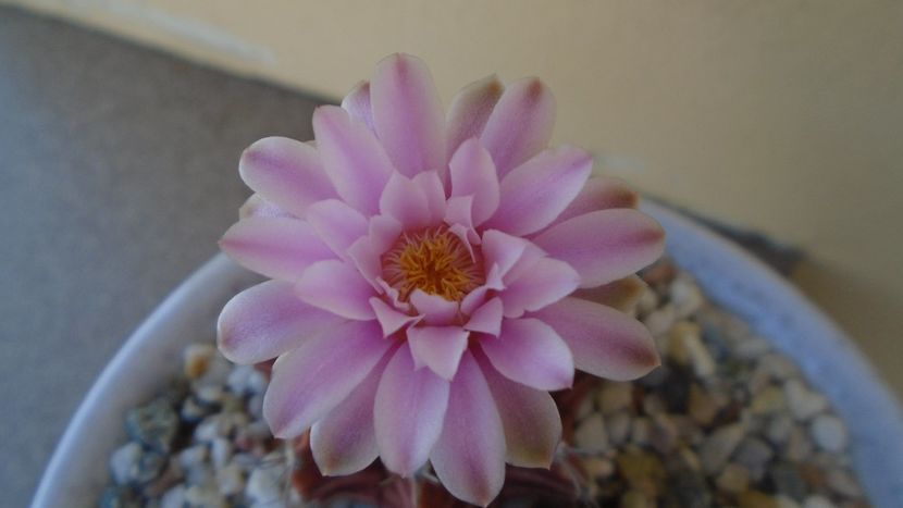 Gymnocalycium friedrichii, 2 ex. - Cactusi 2020 Gymnocalycium