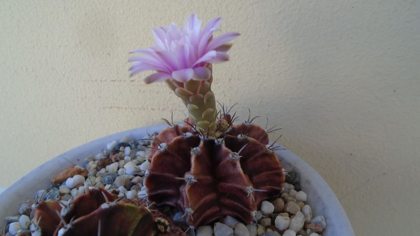 Gymnocalycium friedrichii, 2 ex. - Cactusi 2020 Gymnocalycium