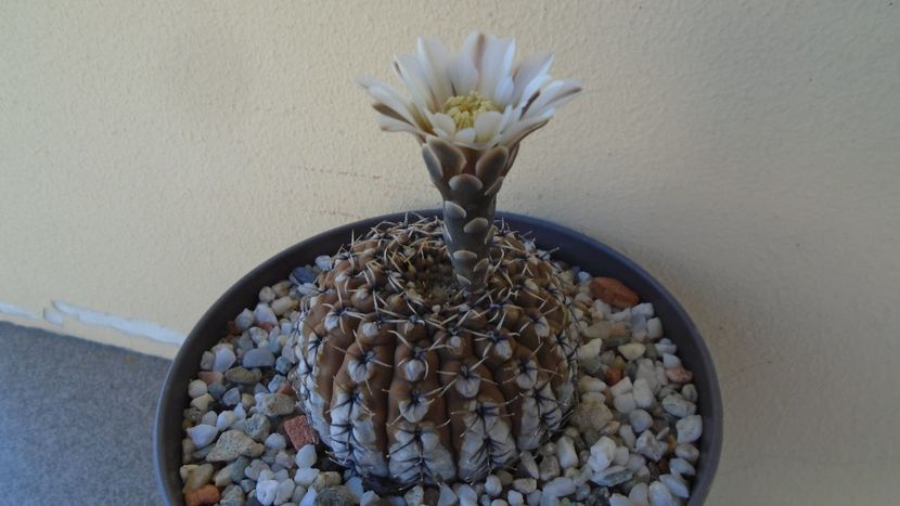 Gymnocalycium obductum - Cactusi 2020 Gymnocalycium