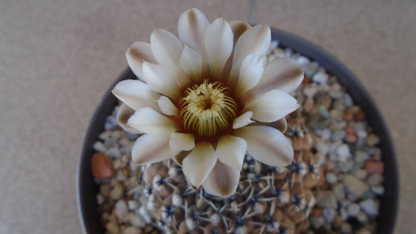Gymnocalycium obductum - Cactusi 2020 Gymnocalycium