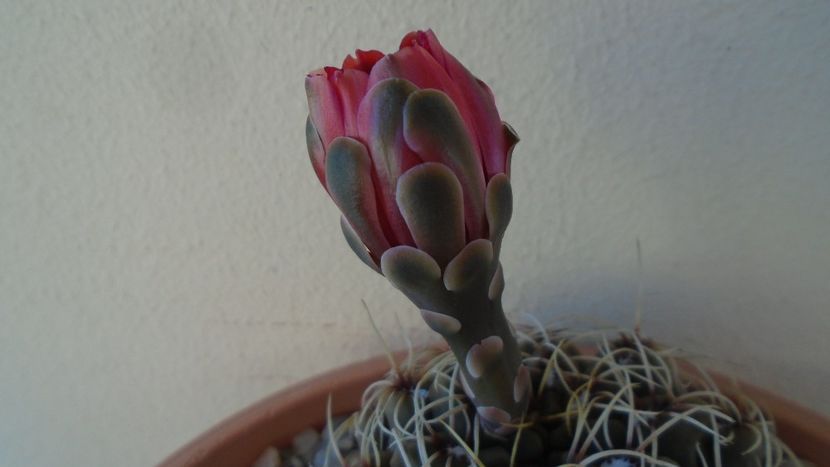 Gymnocalycium baldianum - Cactusi 2020 Gymnocalycium