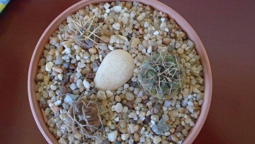 Grup de 3 Gymnocalycium - Cactusi 2020 Gymnocalycium