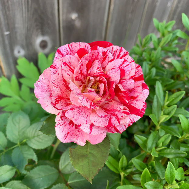  - Jurnalul gradinii 2020