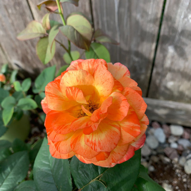  - Jurnalul gradinii 2020