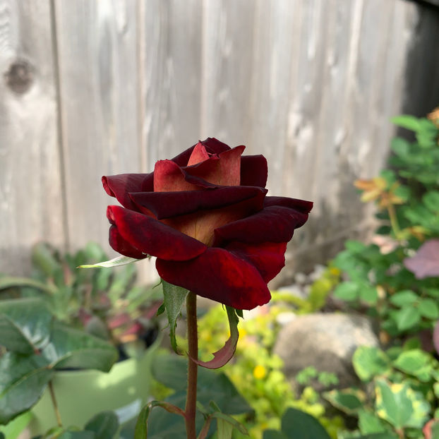  - Jurnalul gradinii 2020