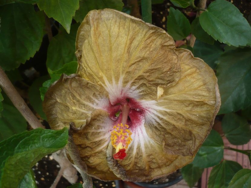 01.07.2020 - HIBISCUSI 2020-1