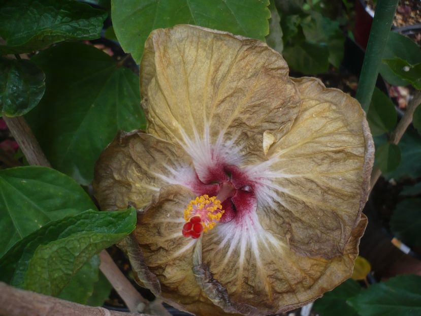 P1440661 - HIBISCUSI 2020-1