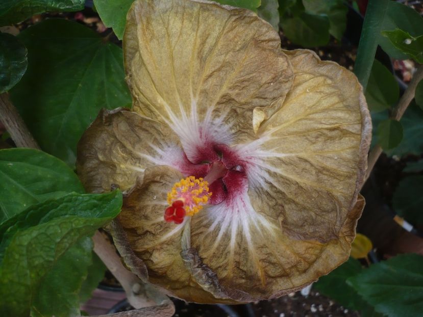 P1440663 - HIBISCUSI 2020-1