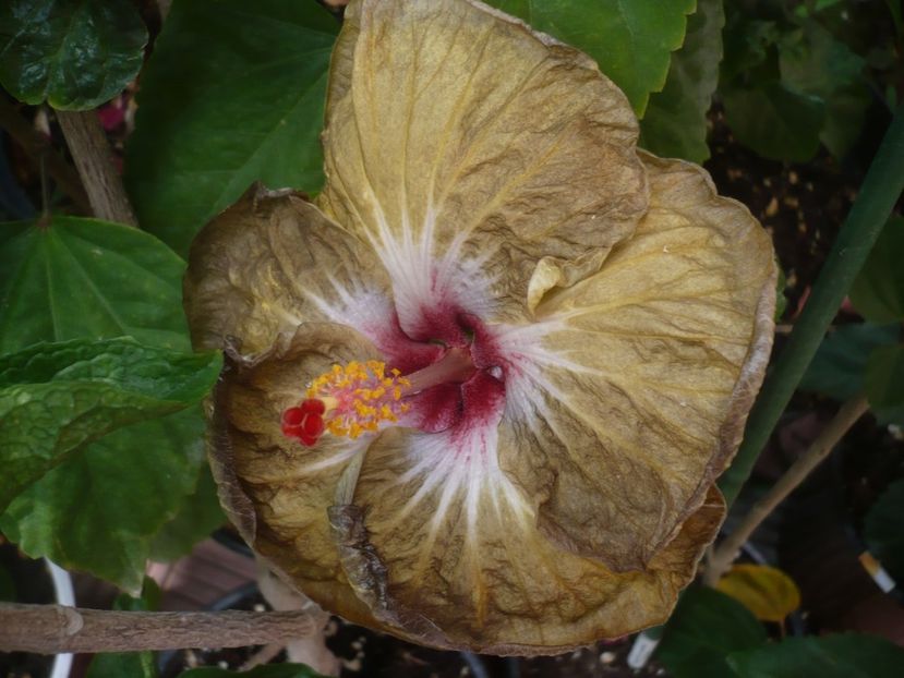 P1440664 - HIBISCUSI 2020-1