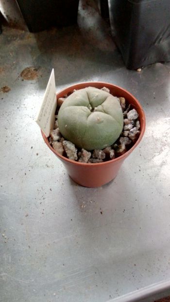 L. fricii v. albiflora - Lophophora