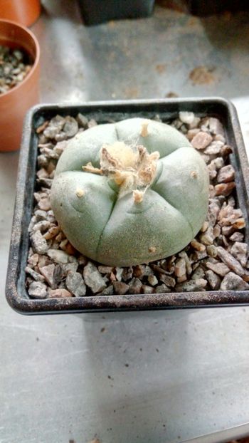 L. wiliamsii - Lophophora