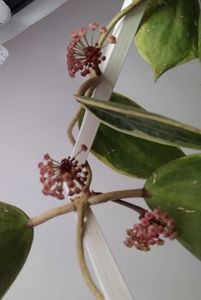 01 07 2020 - Hoya Macrophylla Variegata