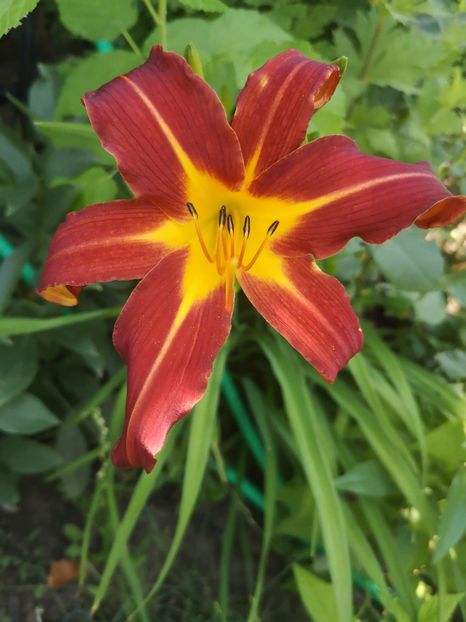 Cherry Point - Hemerocallis 2020