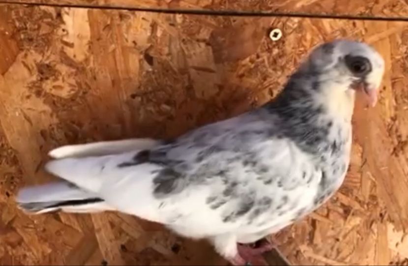 8681  femelă  2020 - Plecați ALBUM 3