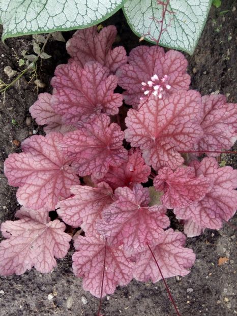 - 0 - HEUCHERA