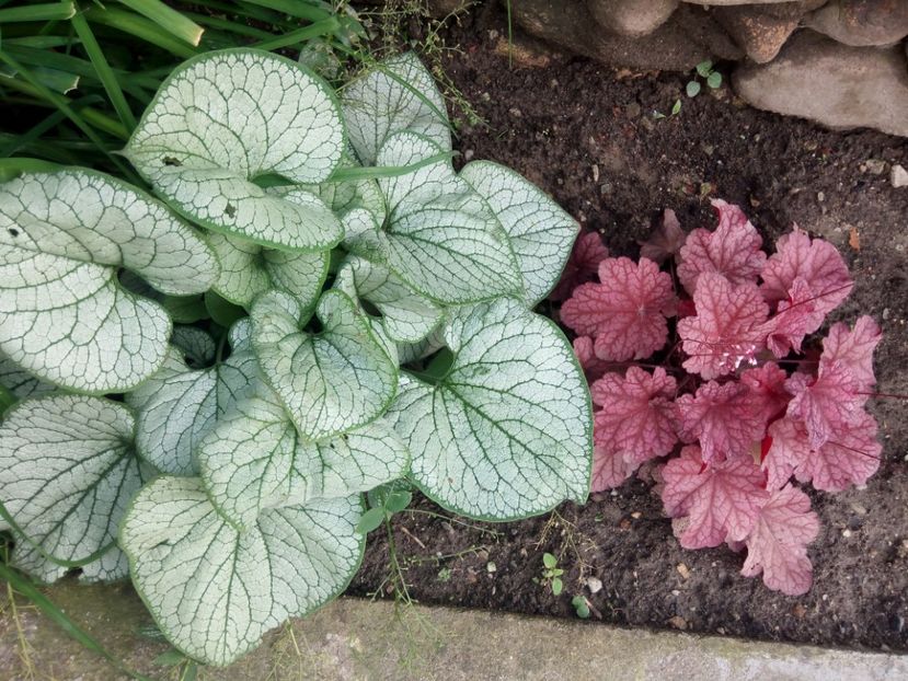  - 0 - HEUCHERA