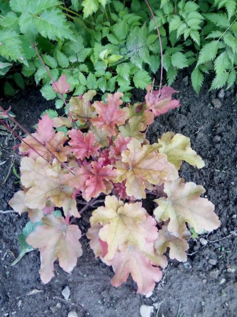  - 0 - HEUCHERA