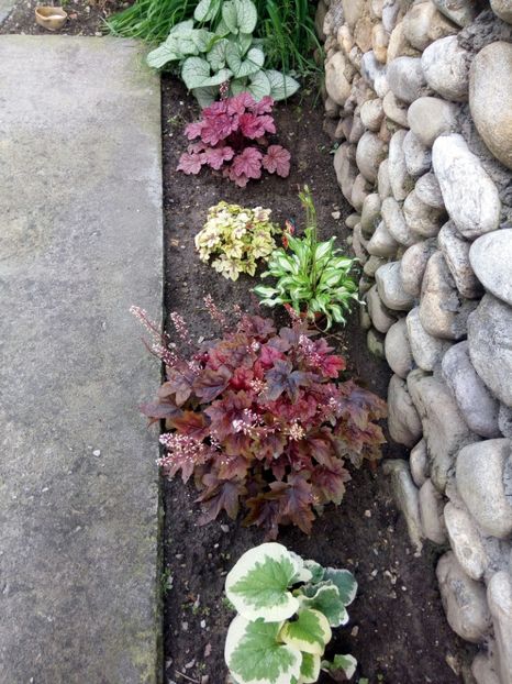  - 0 - HEUCHERA