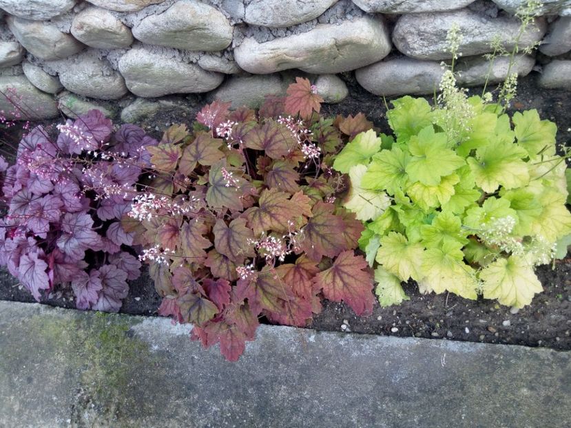  - 0 - HEUCHERA