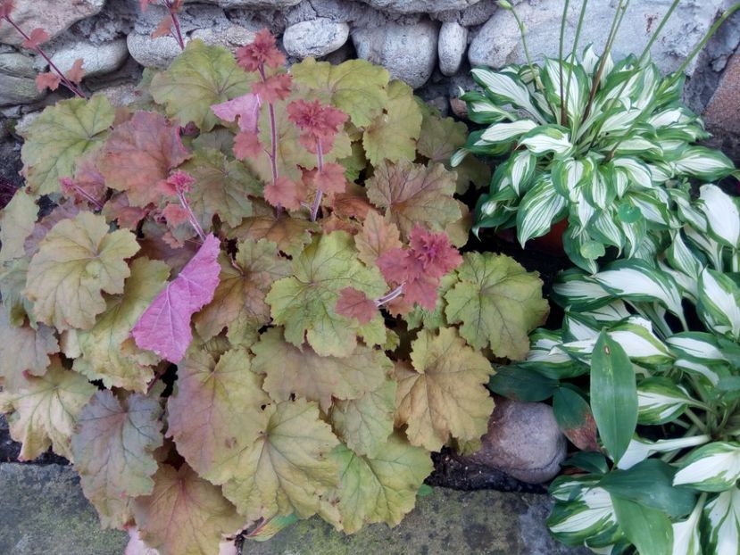  - 0 - HEUCHERA