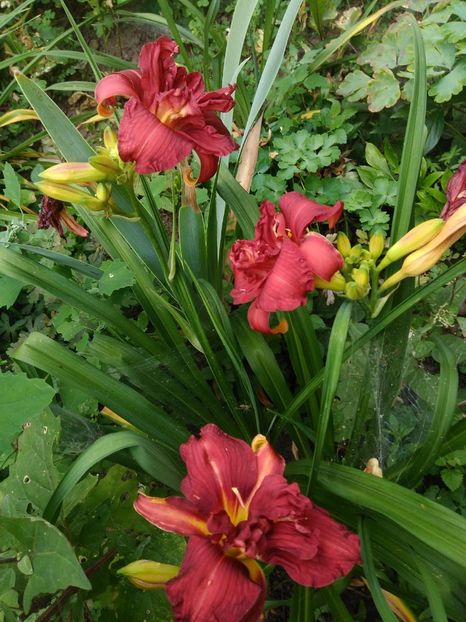 IMG-20200701-WA0007 - Double Firecracker