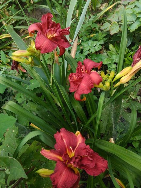 IMG-20200701-WA0006 - Double Firecracker