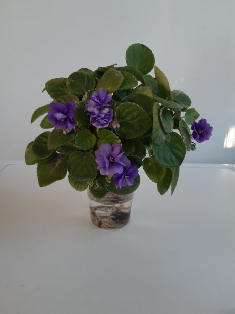 1 iulie 2020 - Ajohn s Raquel