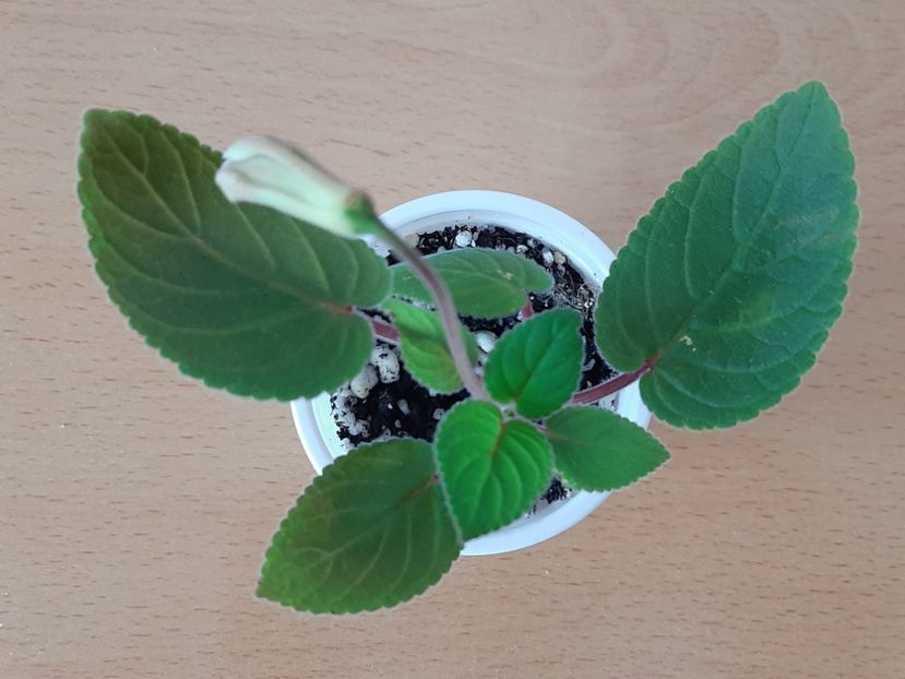  - HCY Merry go Round