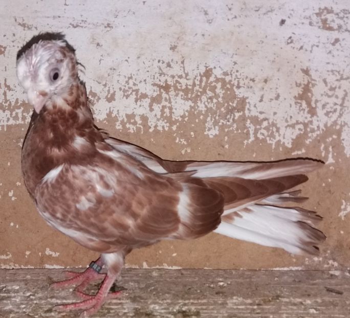 8596  mascul  2020 - Plecați ALBUM 3