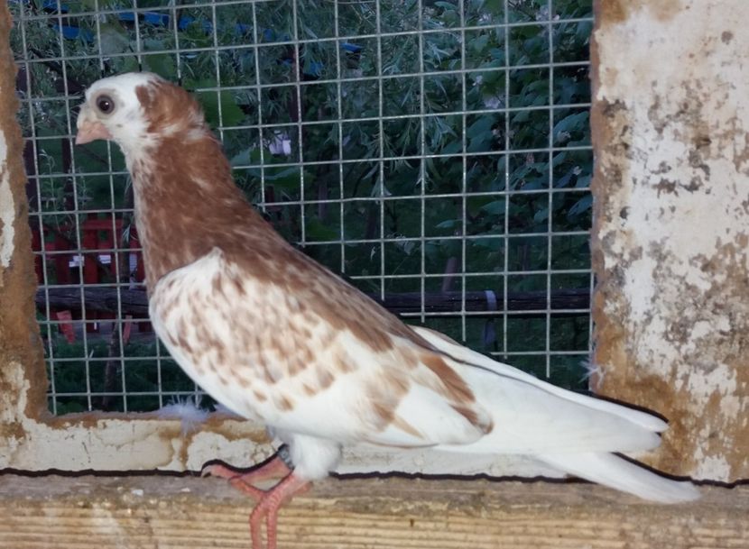 8686  femelă  2020 - Plecați ALBUM 3