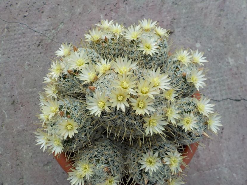  - mammillaria plumosa