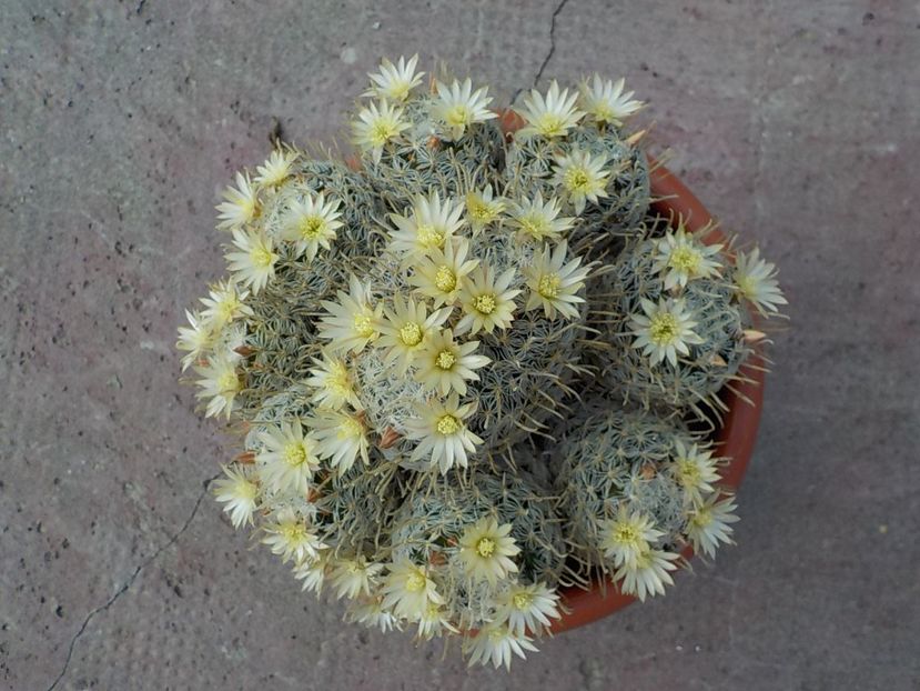  - mammillaria duwei