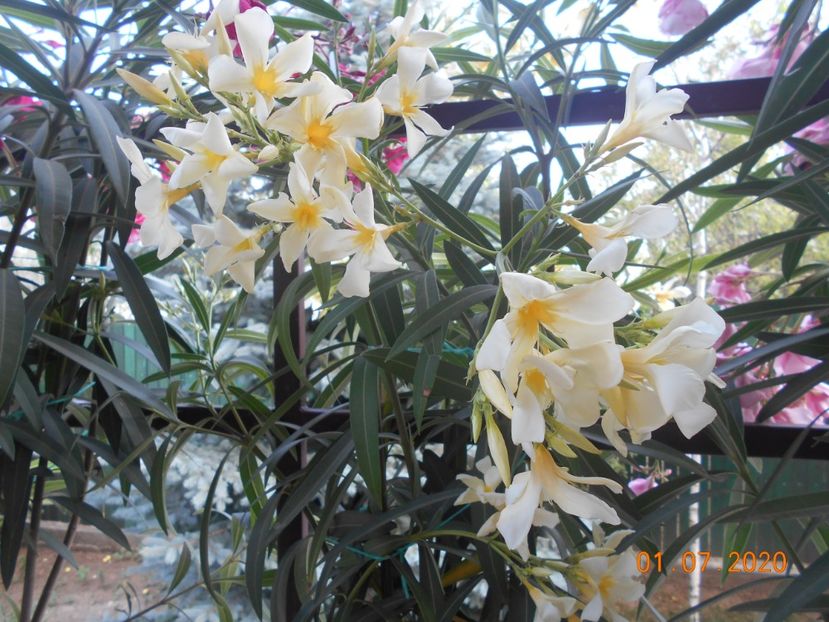 Maria Gambeta - 1Leandri 2020