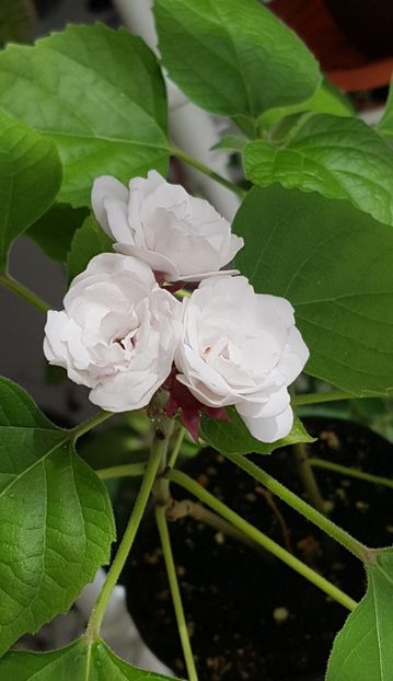 1 - Clerodendrum fragrans