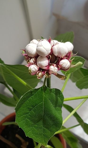 2 - Clerodendrum fragrans