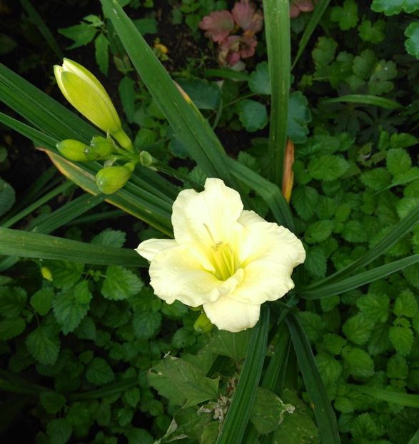 IMG-20200626-WA0001~2 - Mosel