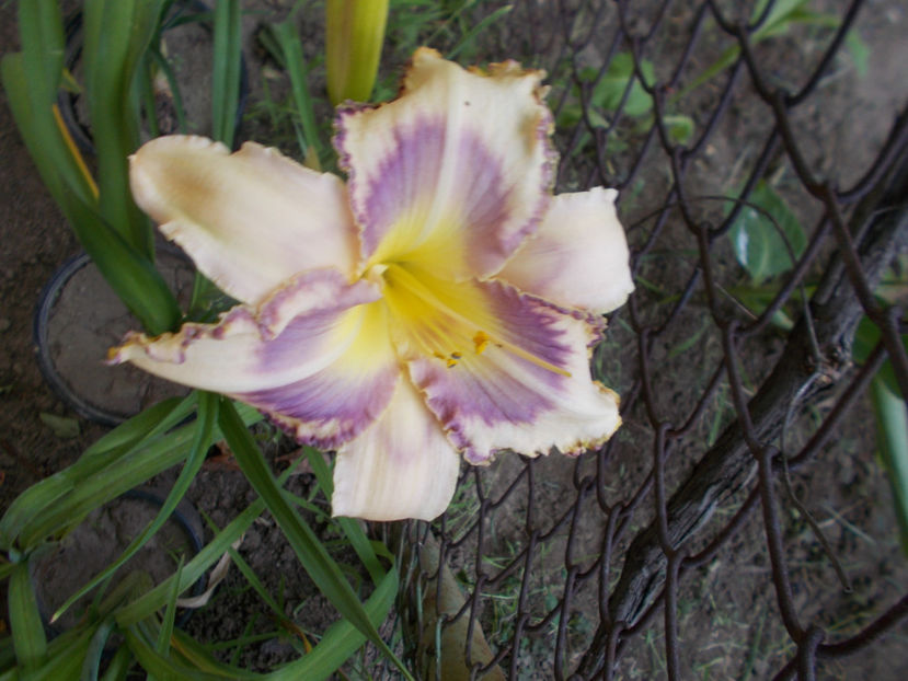 destined to sea - Pentru doamna MARIA