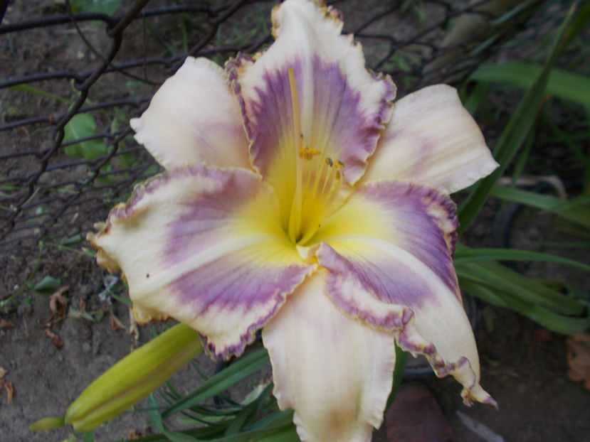  - Pentru doamna MARIA