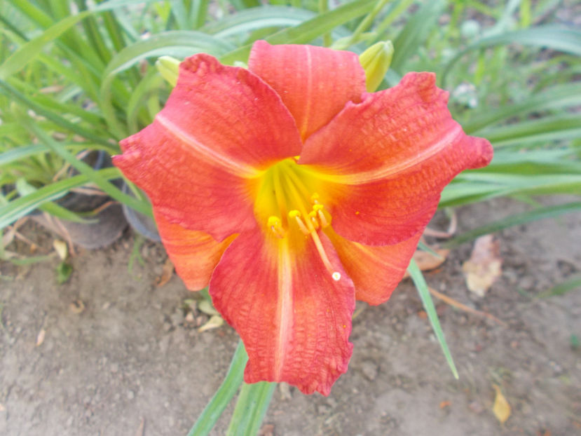  - Pentru doamna MARIA