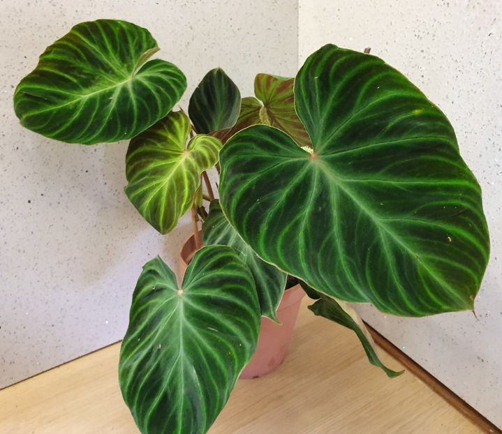  - Philodendron VERRUCOSUM