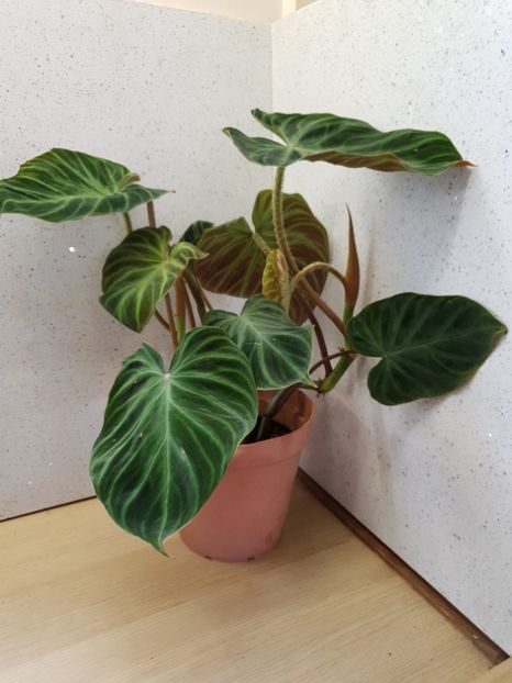  - Philodendron VERRUCOSUM