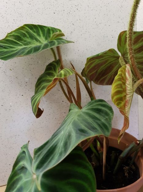  - Philodendron VERRUCOSUM