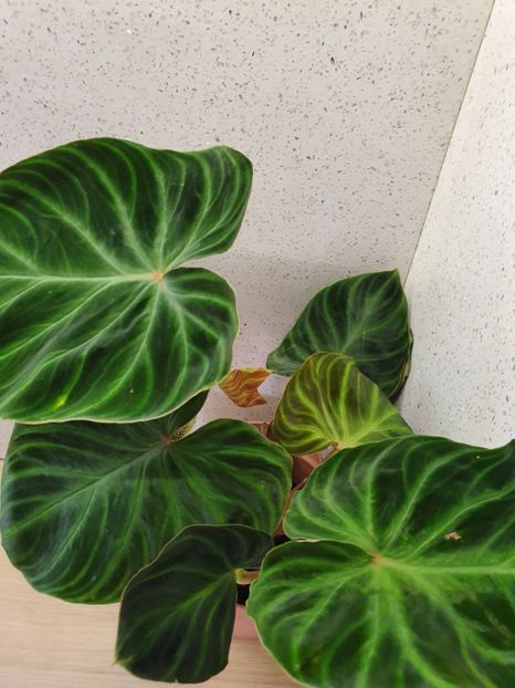  - Philodendron VERRUCOSUM