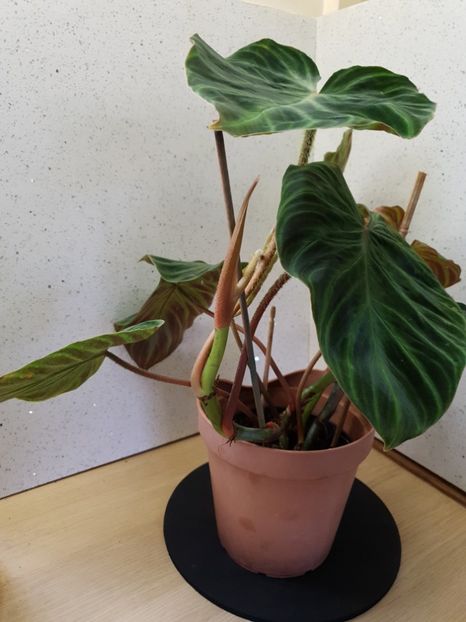  - Philodendron VERRUCOSUM