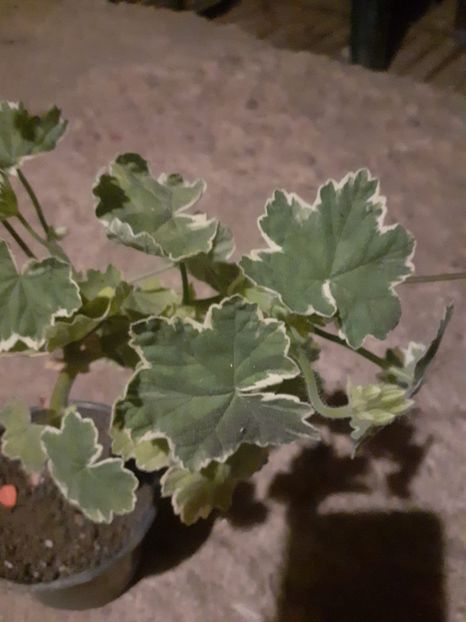 IMG-20200701-WA0012 - Platinum