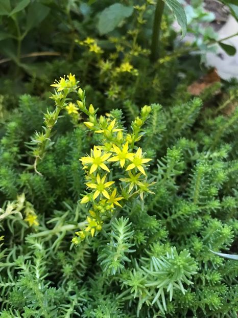 Sedum Sexangulare - Suculente