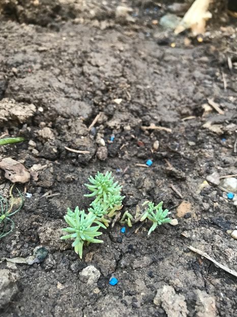 Sedum Pallidum var. Bithynicum - Suculente