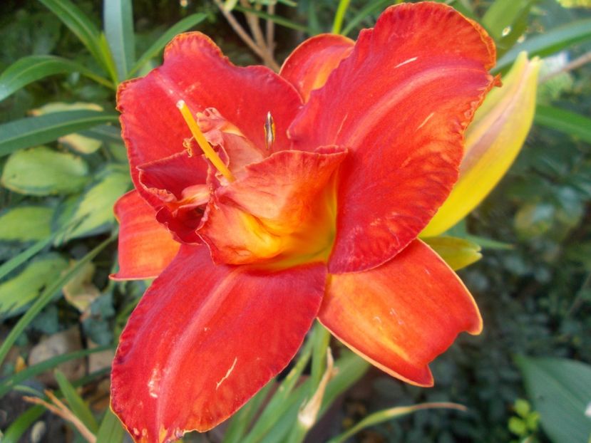  - Hemerocallis 2020