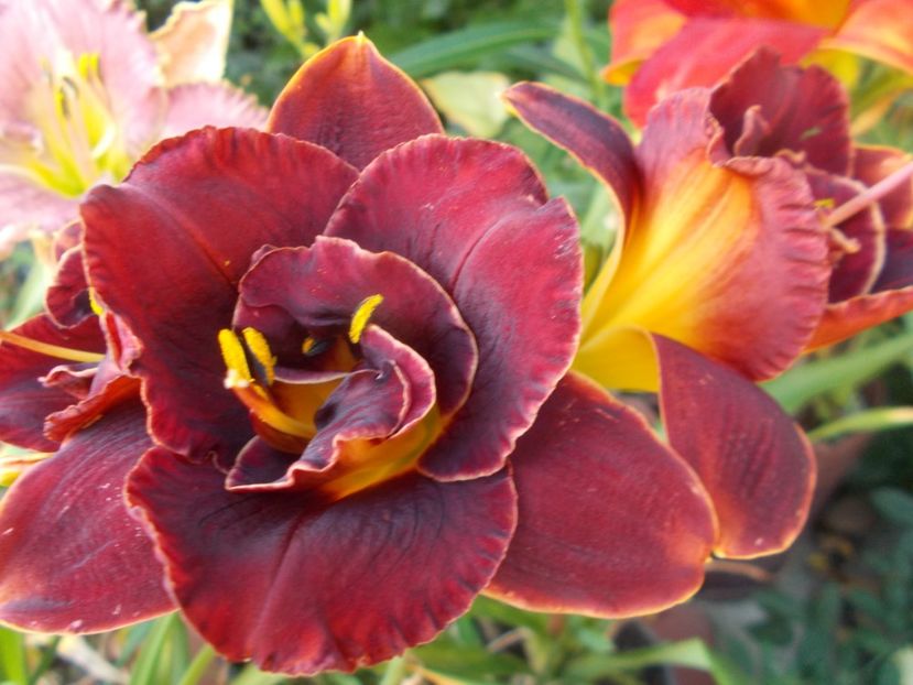  - Hemerocallis 2020